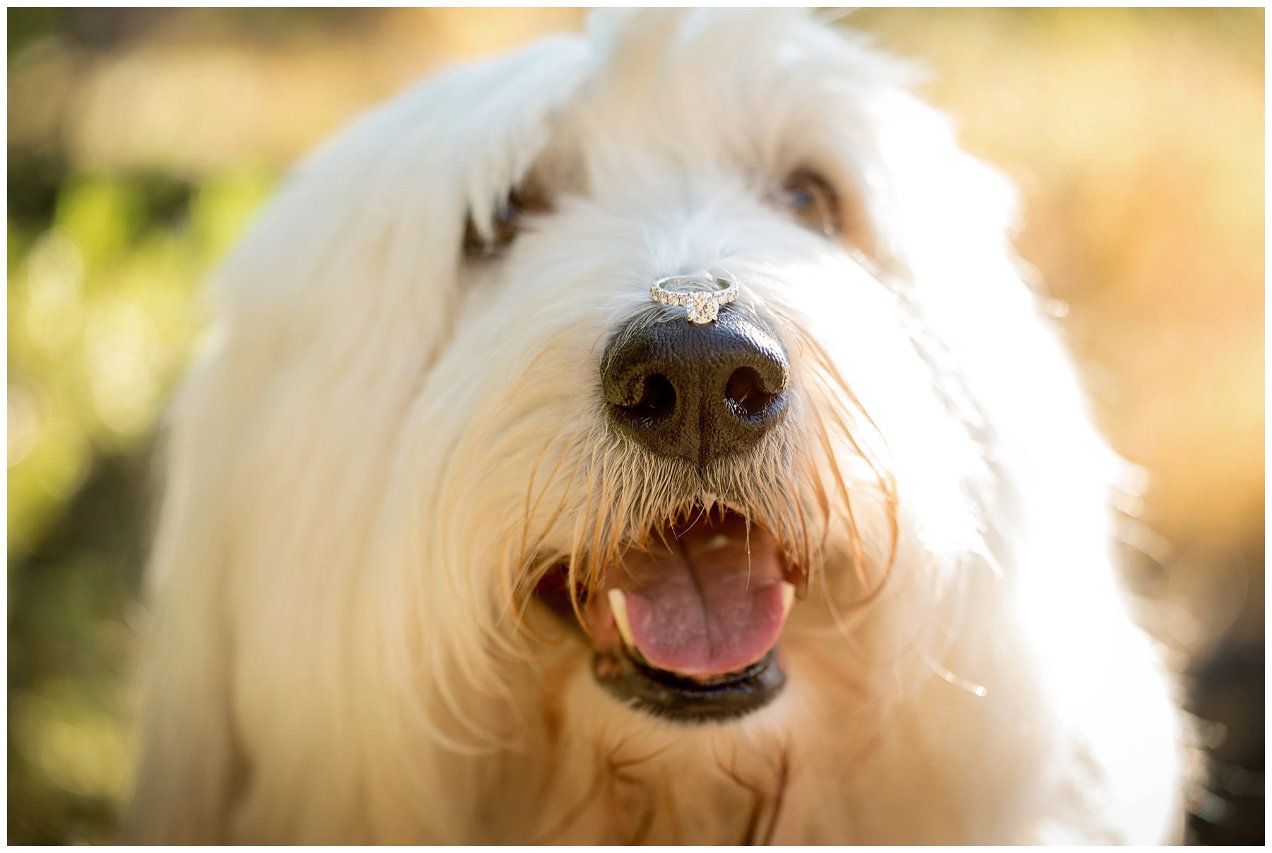 Estes-park-engagement-photographer_0018