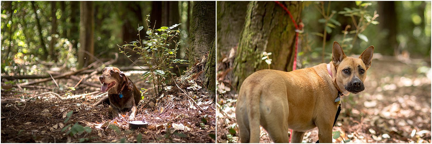 aptos-wedding-photographer