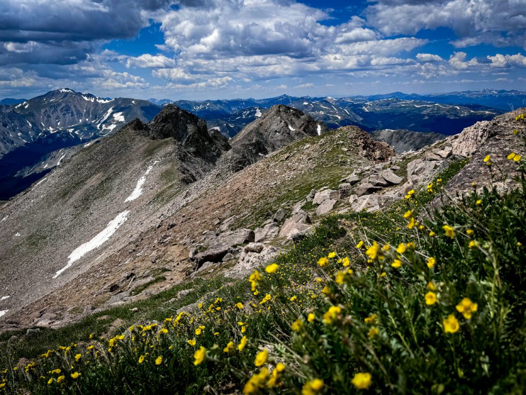 A field of alpine flowers near the summit of Harvard peak with the Collegiate mountain range in the background