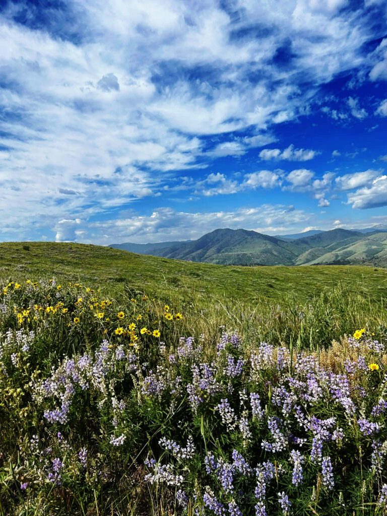 Wildflower elopement location near Golden colorado on Green Mountain